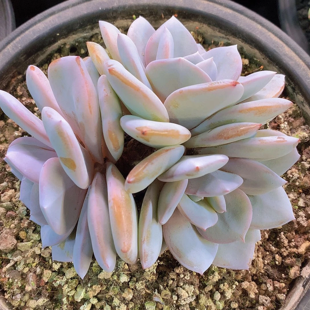 韩版奶茶多肉一物一拍