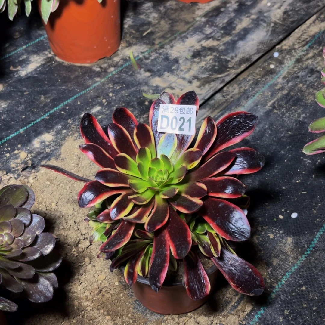 21多肉植物一物一拍