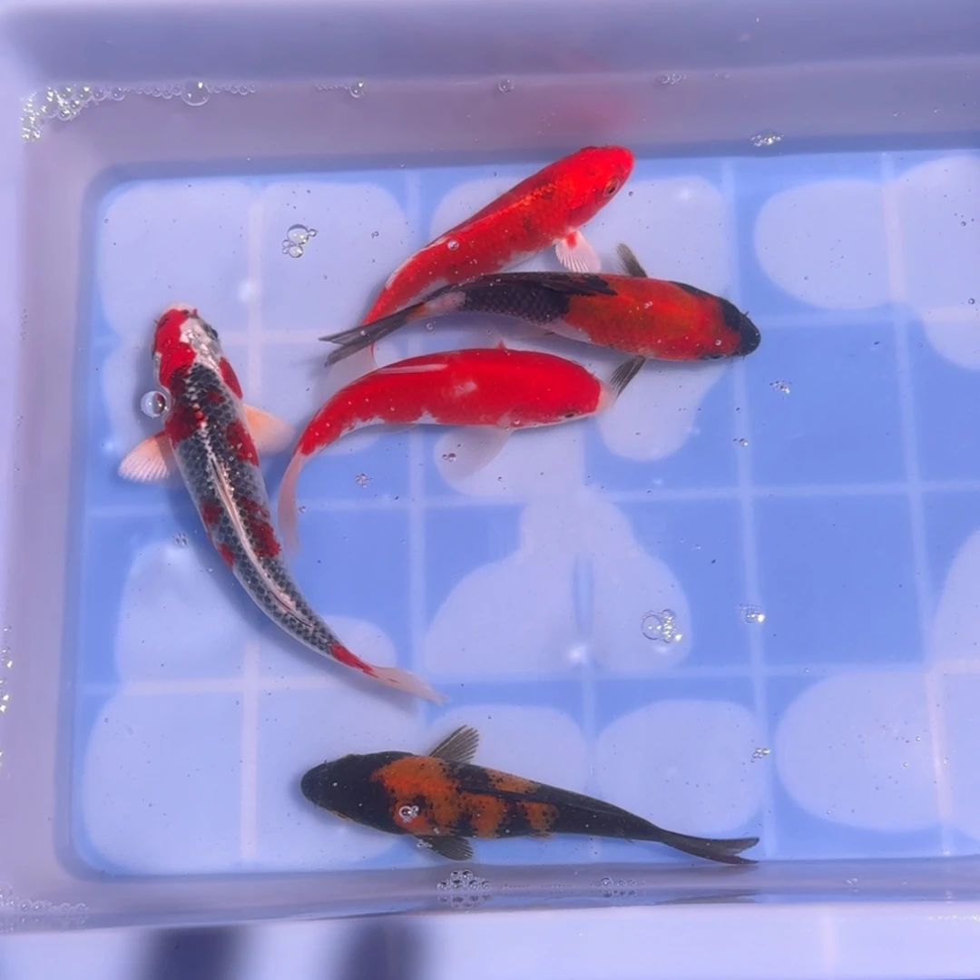 锦鲤精品锦鲤大放漏