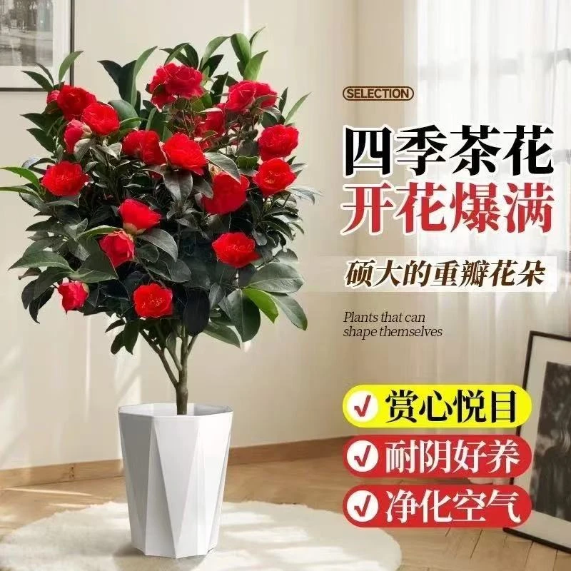 【 70-80cm大红四季茶花】多花苞阳台树苗花卉盆栽耐寒易活开花室