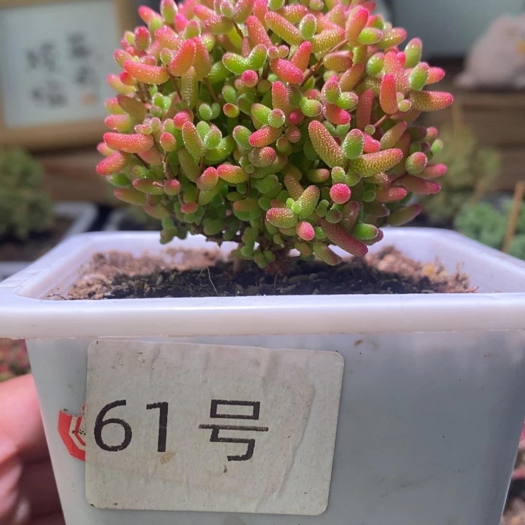 蜜橘带盆土发货一物一拍