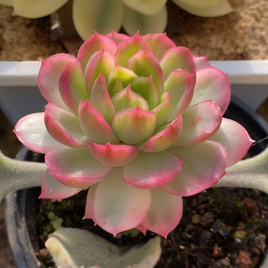 嫁接冰琉璃哈哈哈哈哈哈