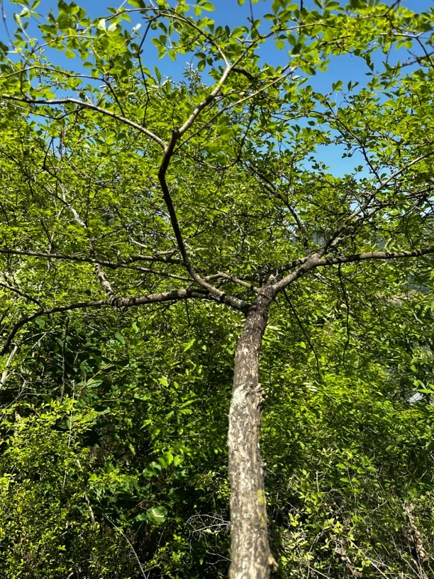 小叶黄荆 全冠 一物一拍