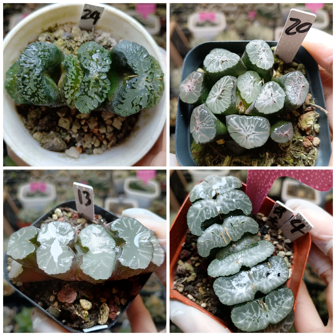 22号玉扇万象十二卷多肉植物一物一拍带盆带土发货25年1月27号更