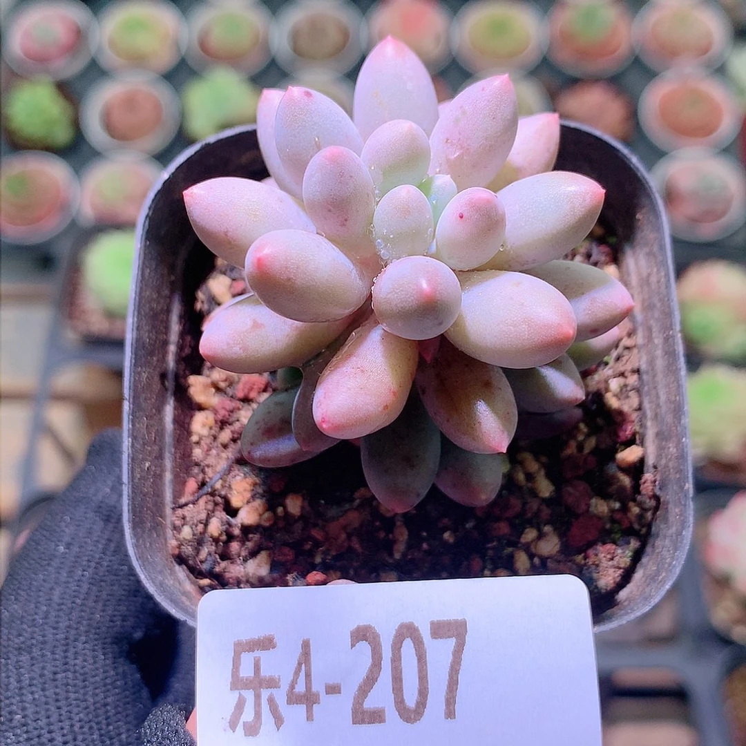乐然4-207 婴儿手指