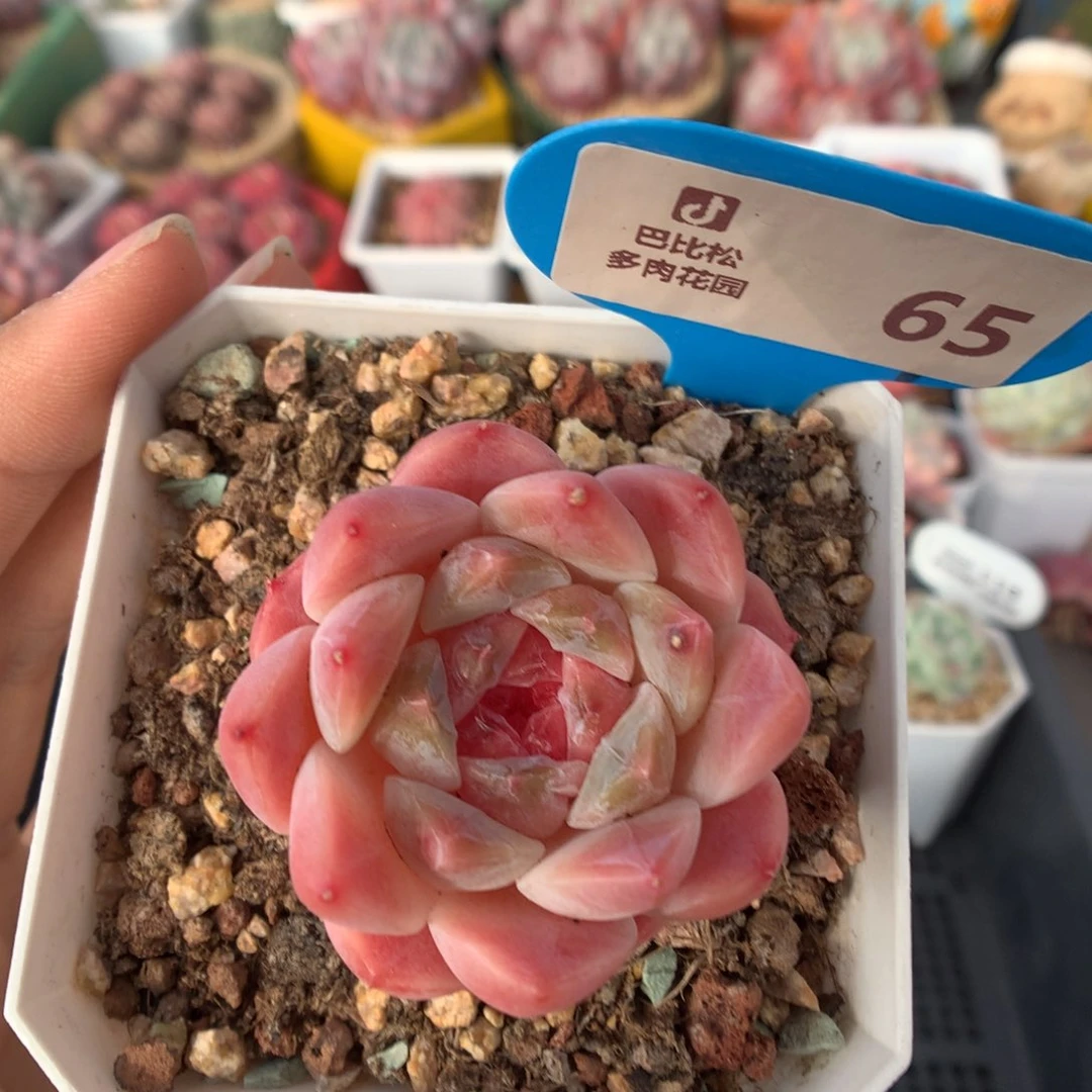 65糖心多肉植物福利
