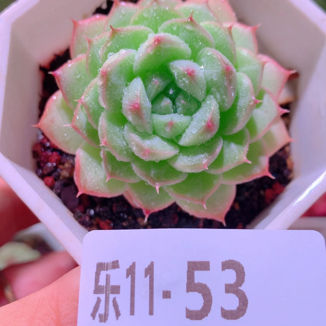 乐然11-53 麦秆单头