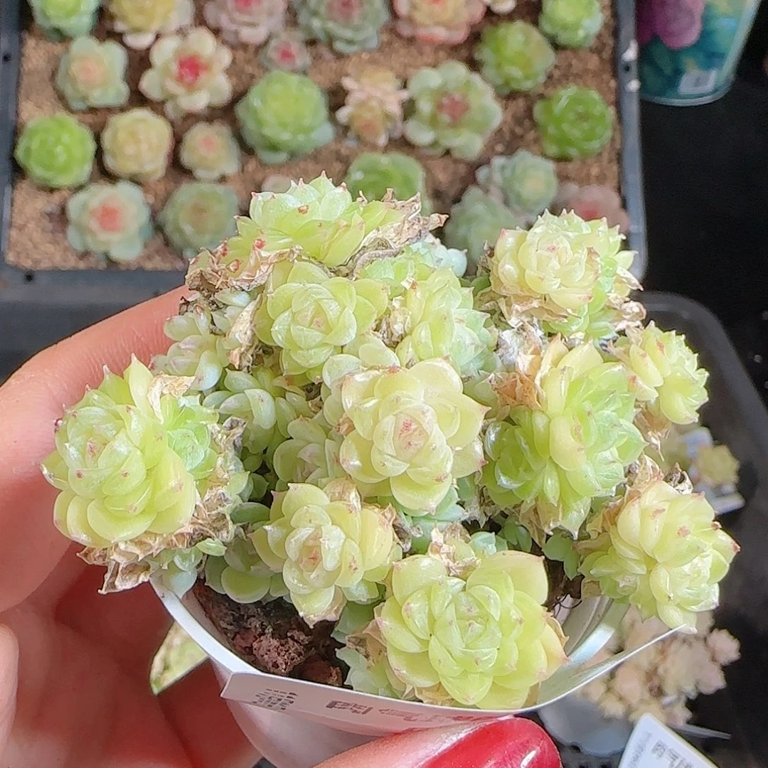 1106–566麦秆不包整