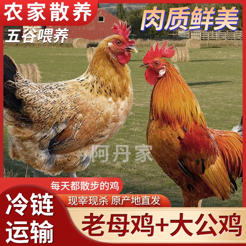 【阿丹家9】3只3年黄油老母鸡+赠1只公鸡 到手共4只净重10-11斤