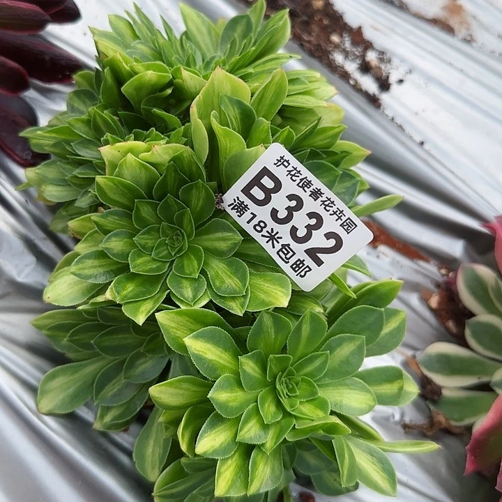 一*绿多肉法师翡翠琉璃