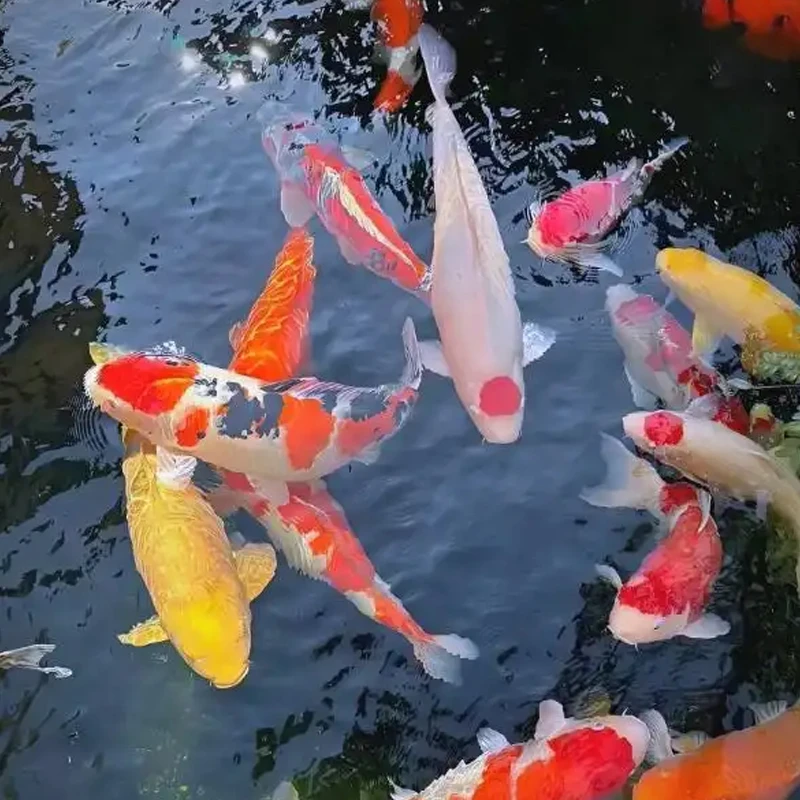 锦鲤观赏鱼丹顶大正三色秋翠芥子火鲤红白不包邮