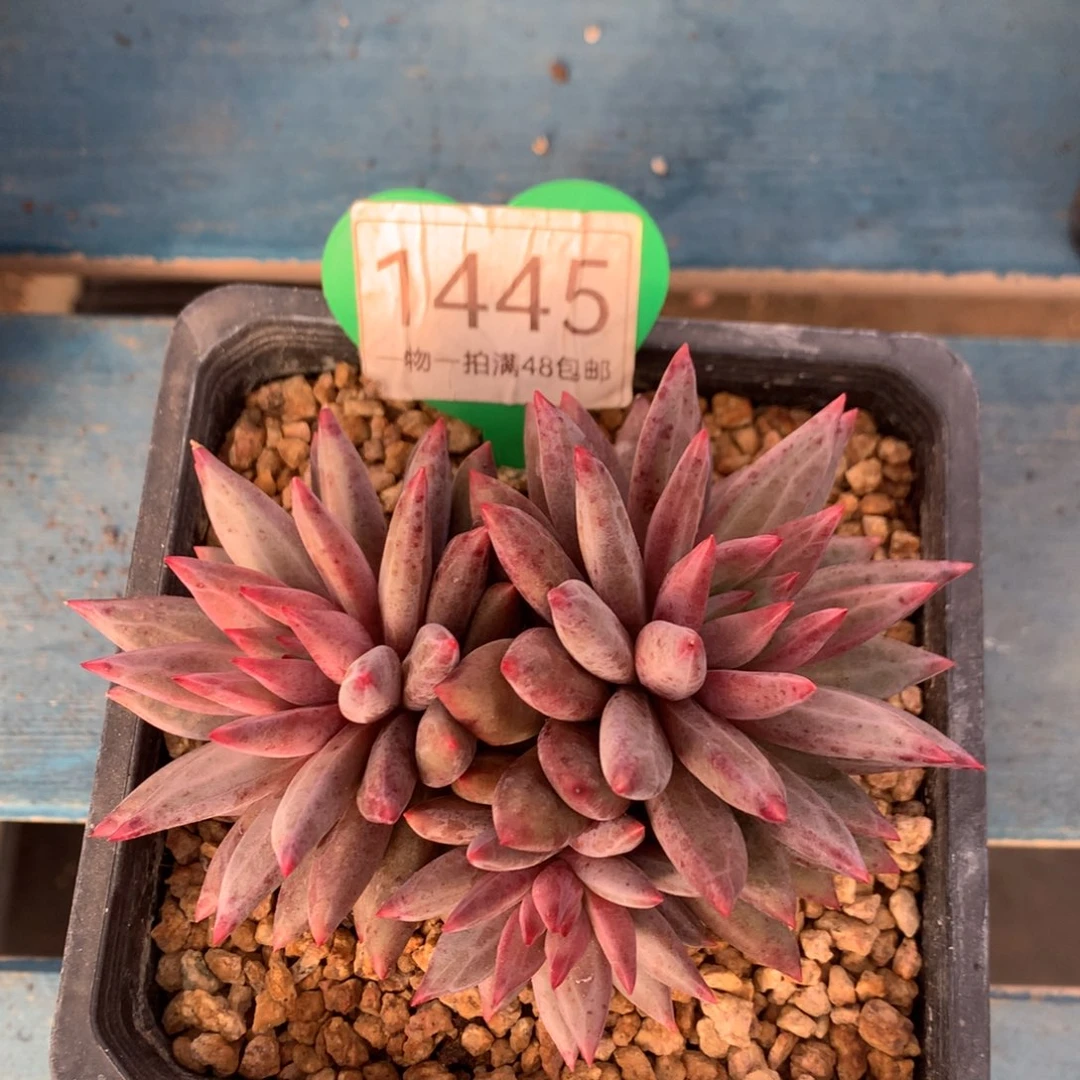 虞美人羽毛纹彩体1445