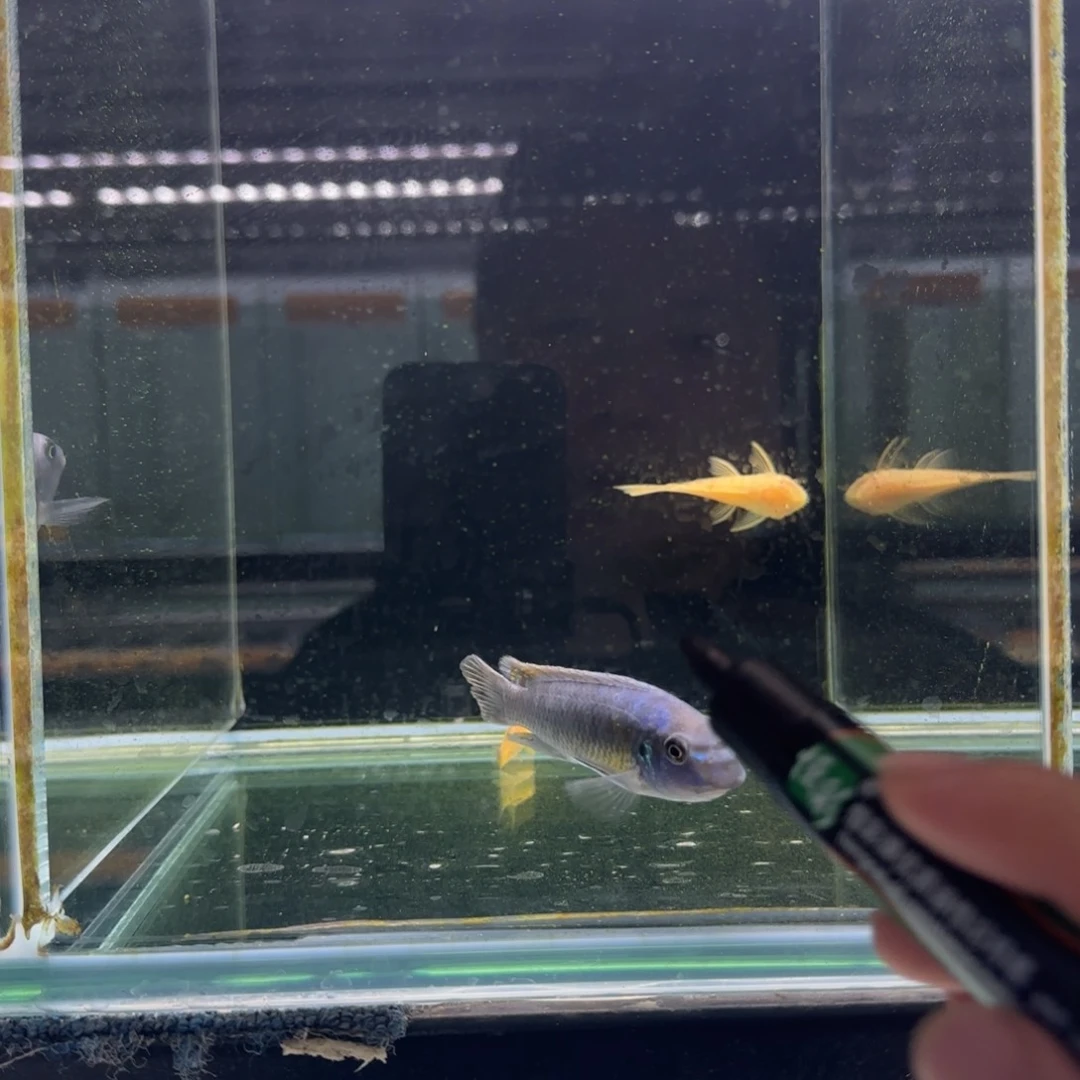 微***风慈鲷1347号野生卡塔乐小丑