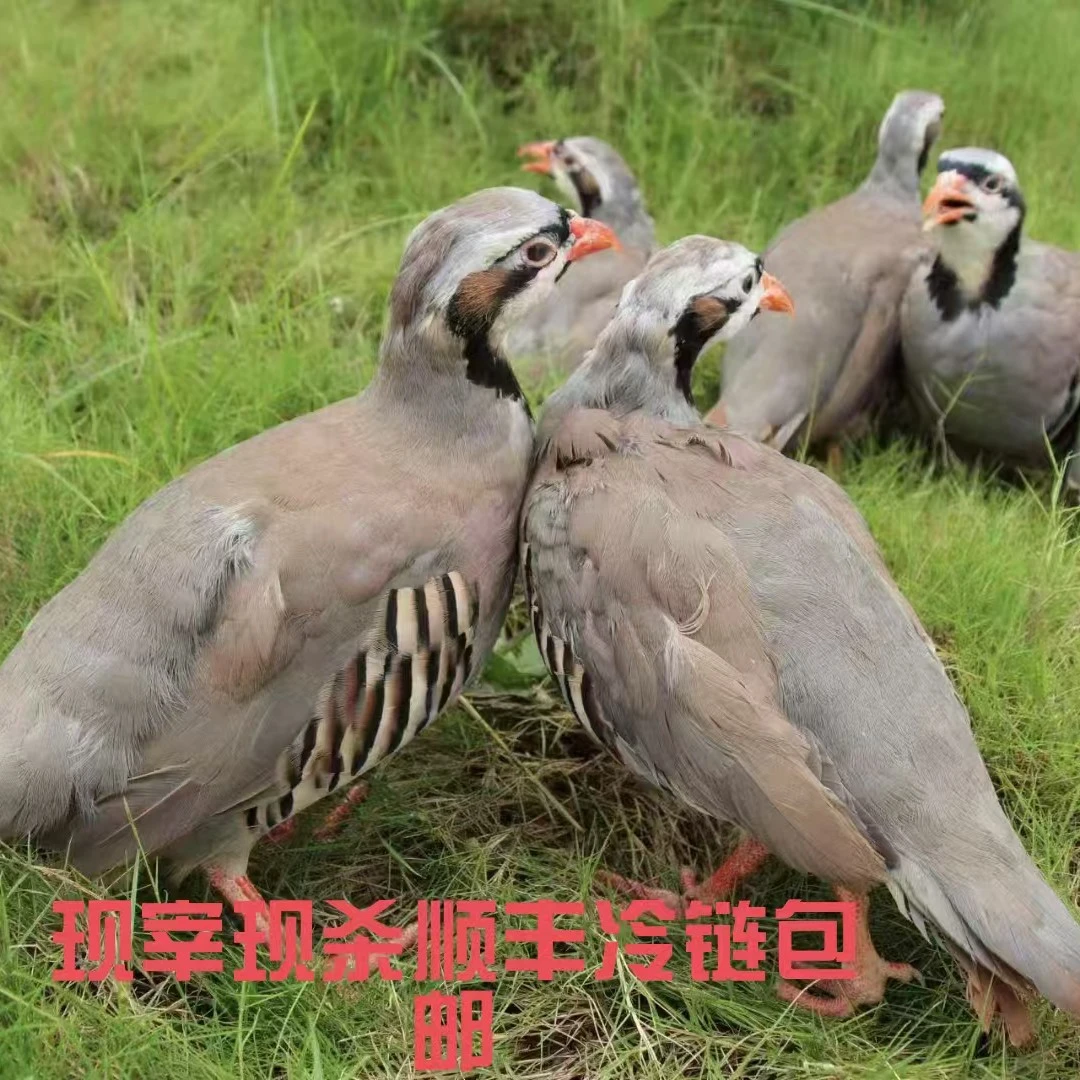 【拍3送3】农家散养现宰现杀咕咕鸡呱呱鸡顺丰冷链包邮