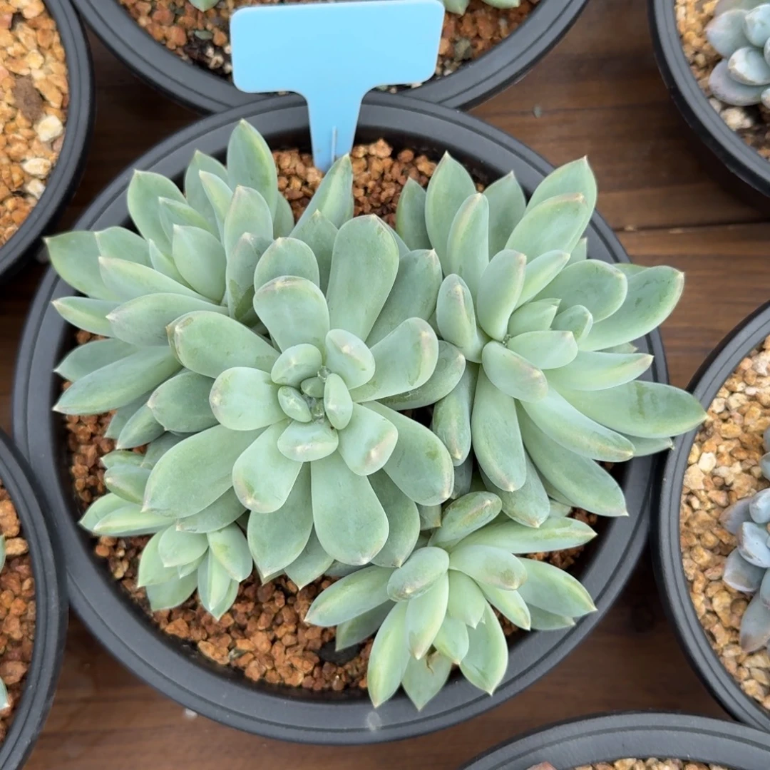 瑶光111111111111111111111