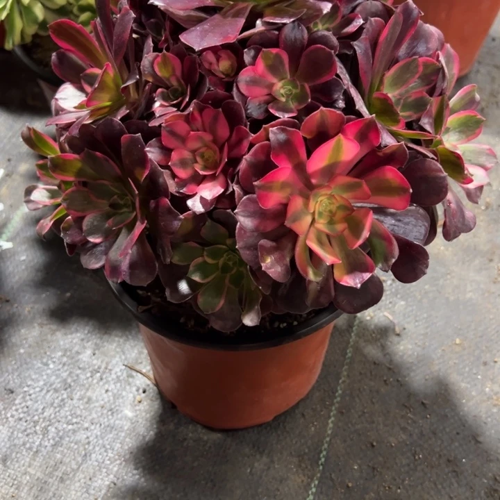 凤冠多少植物花花