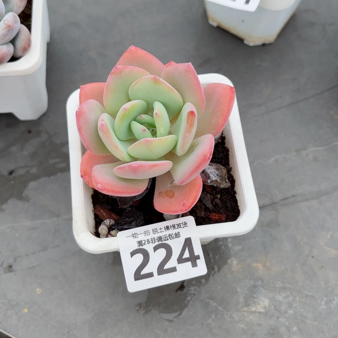 白月光单头无盆土发货