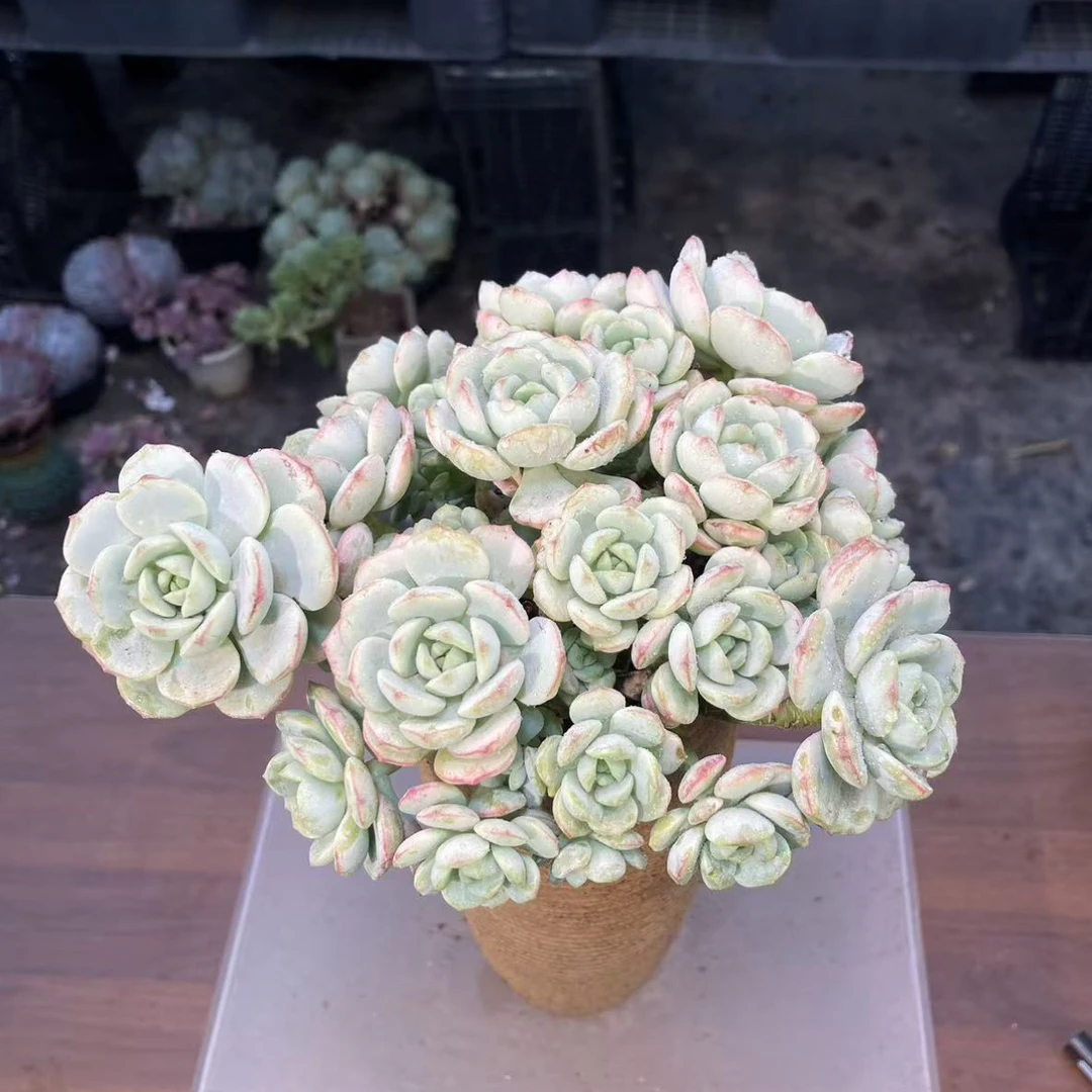 香草(脱土发)多肉植物