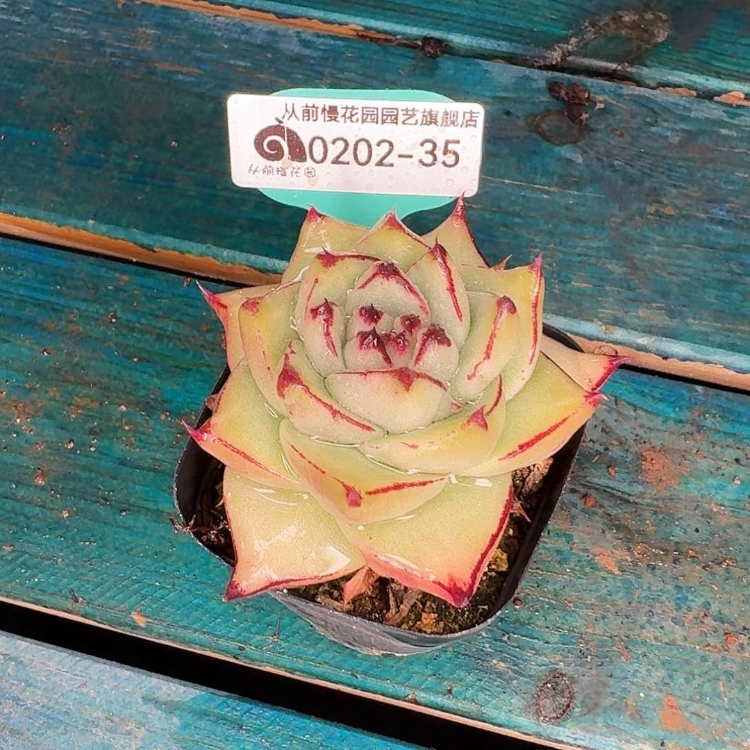 从前慢花园东云系多肉0202-35