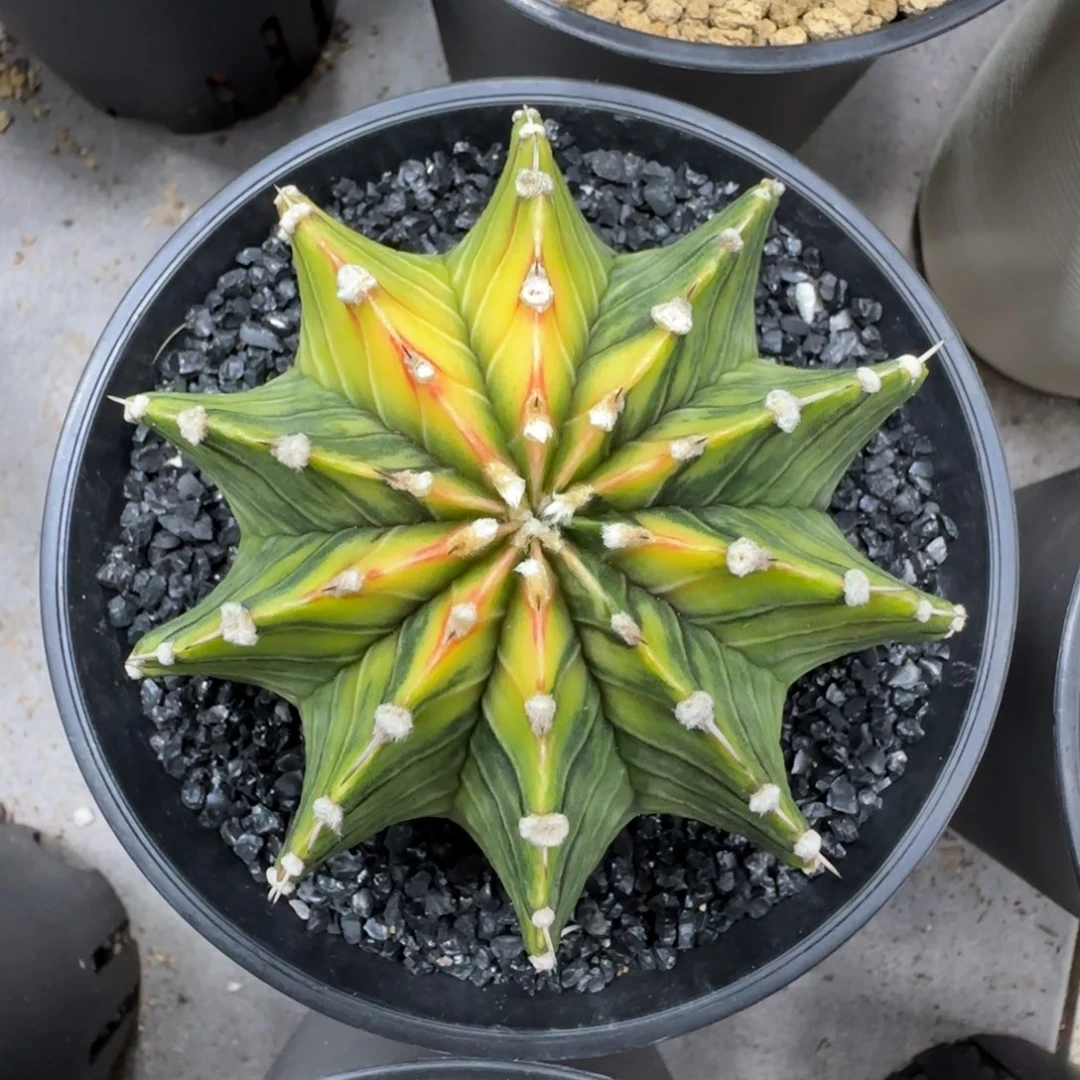 泰系实生乌贼肋骨