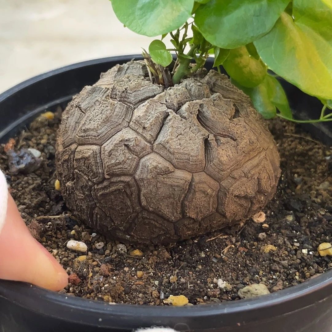 汤圆植物1龟甲龙原价488