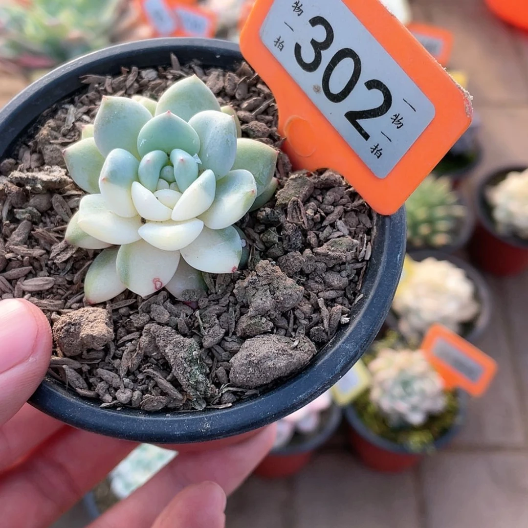 【闪购商品】302号