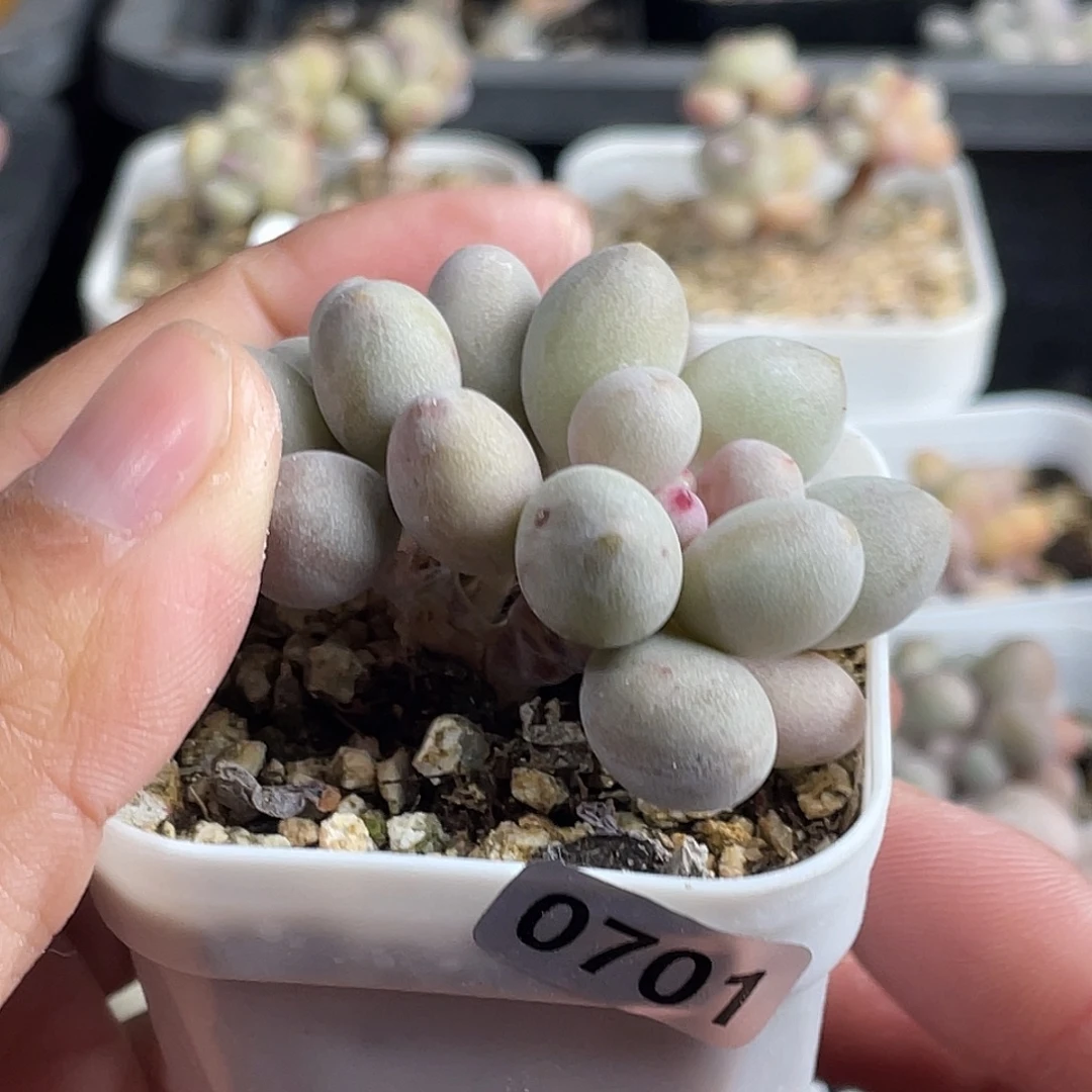 仙子奶酪多肉植物