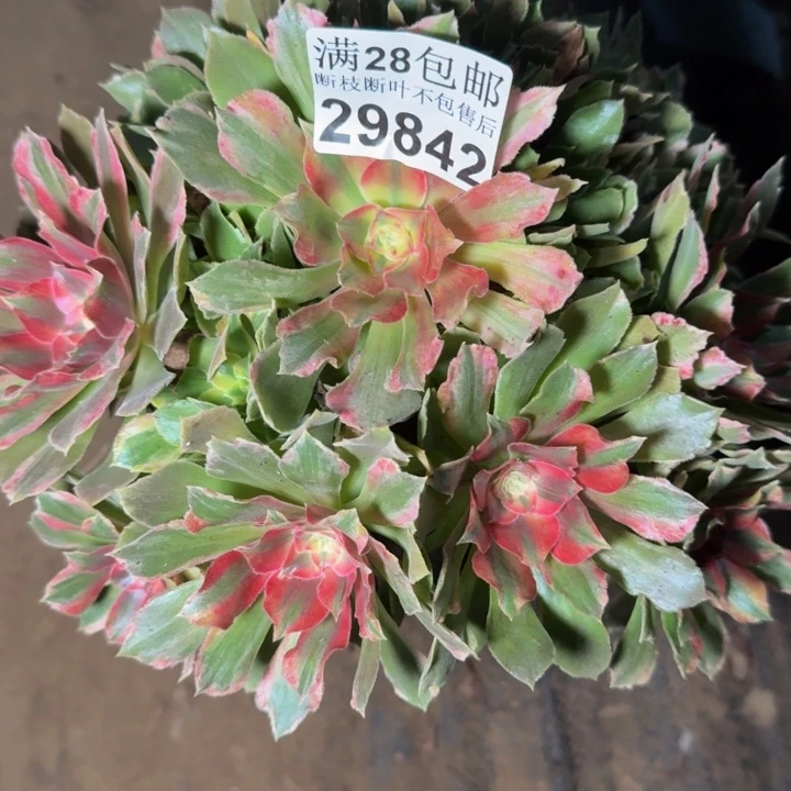 29842光辉多肉植物