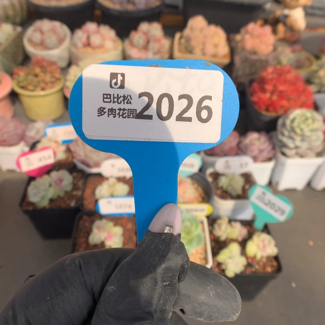 2026 冰玉石化盲盒拍