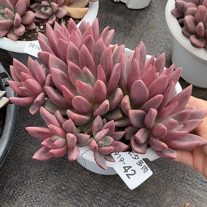 小七夕多肉桃花源42