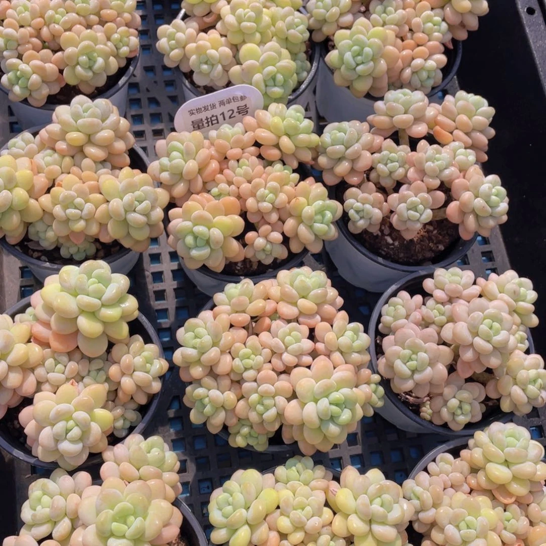 量拍12号洛可可老桩手捧大群生一个