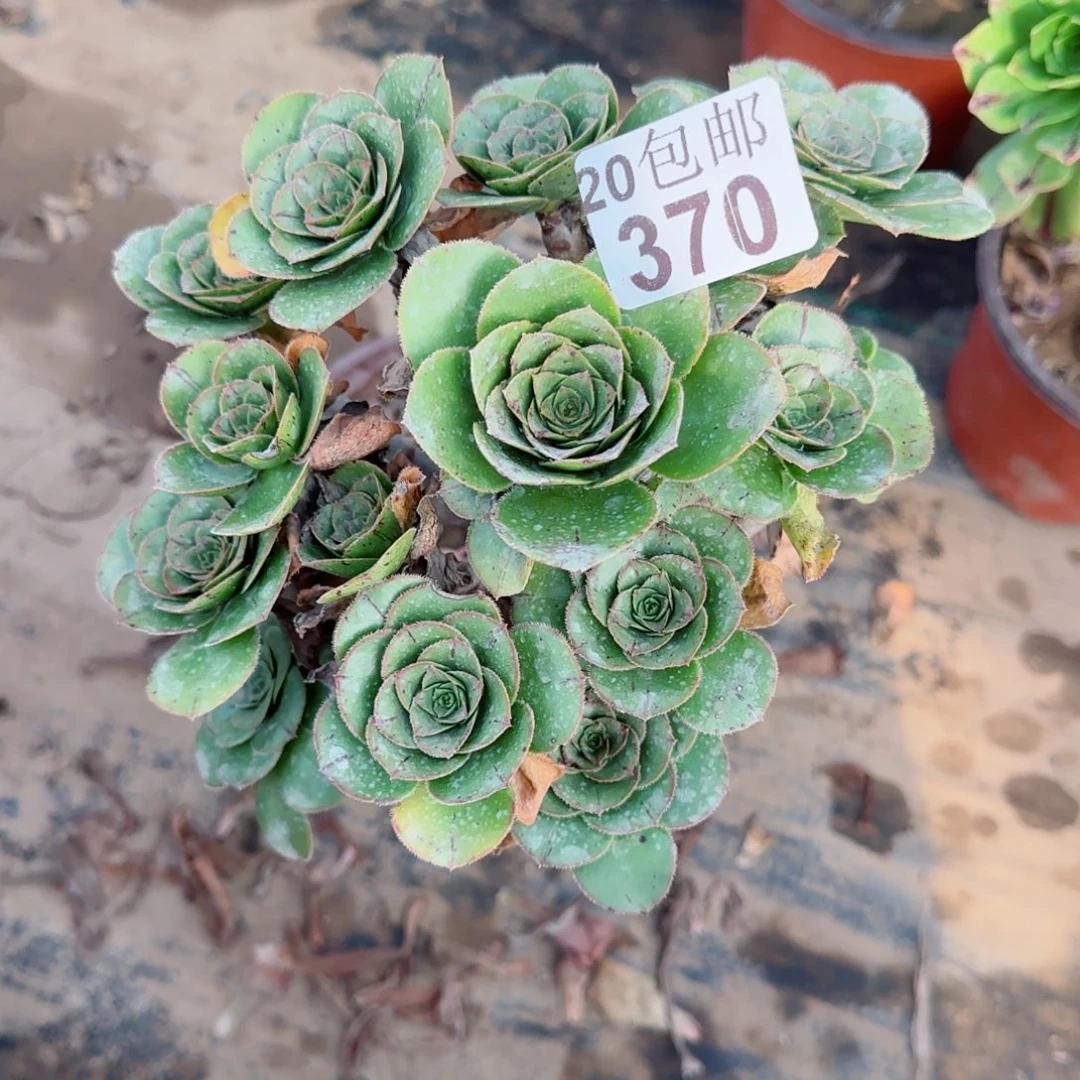 青苹果370满20包邮断枝不包