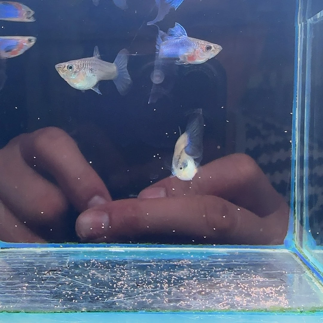 孔雀鱼新加蓝蓝尾2对