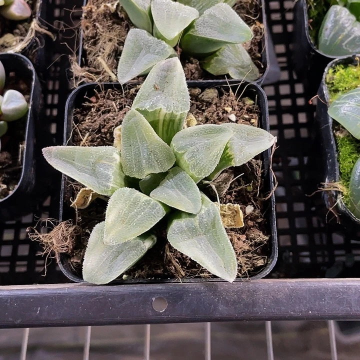 磨面寿带盆土发货