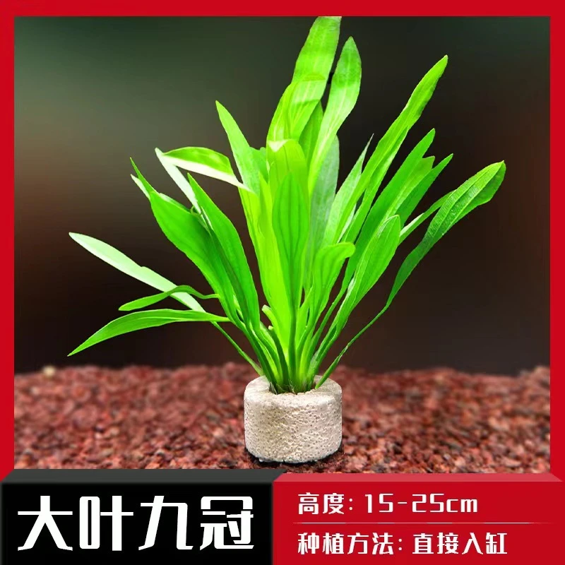 绿九冠专用真草大叶九净水增氧大叶九专用水草鱼缸专用水草
