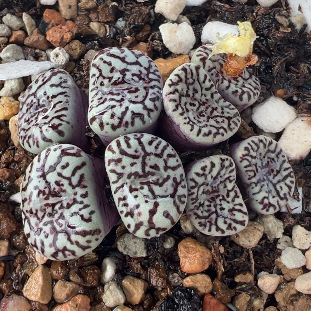 115多肉植物种类多样
