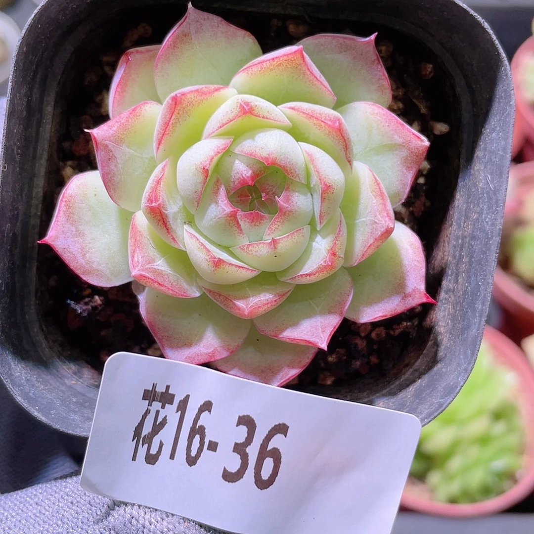 花利美16-36女王玫瑰