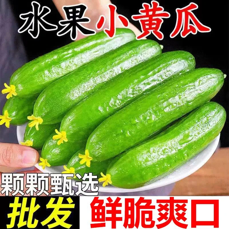 （助农补贴）山东水果小黄瓜生吃脆甜多汁当季蔬菜净重5斤坏果包赔