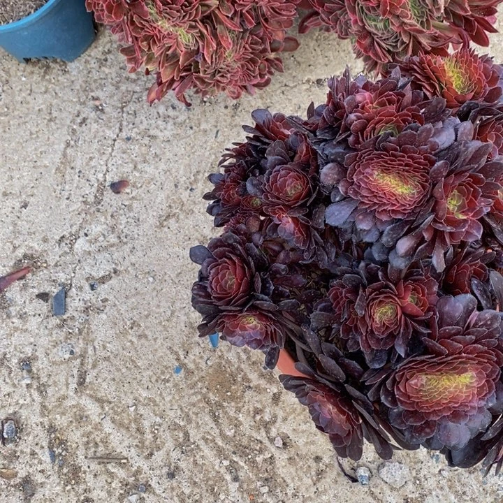 拥*黑铜壶一颗多肉植物