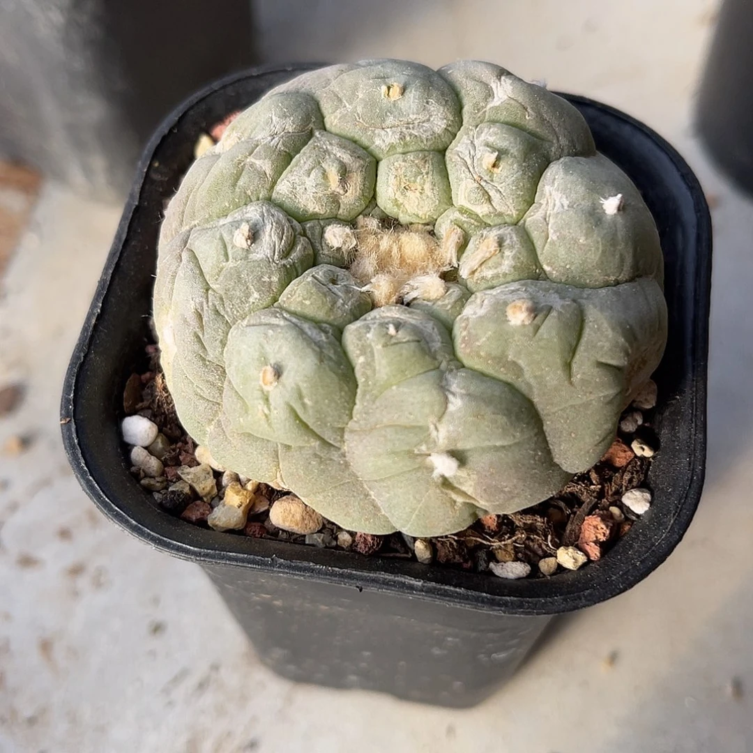 日系大尤龟甲鱼一物一拍