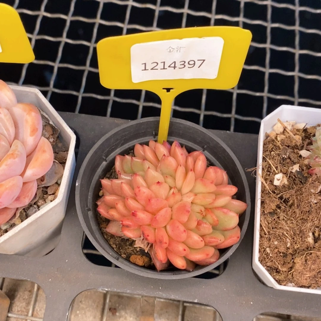 福利多多。1214397