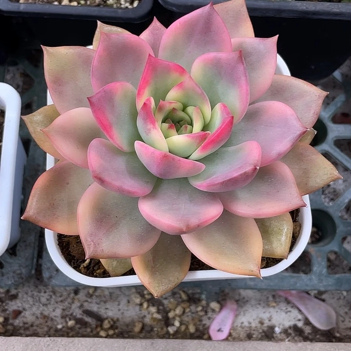 E****卡梅拉锦一物一拍