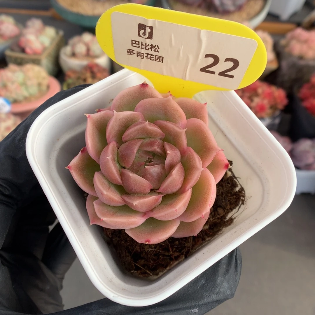 22 水晶虾饺多肉多肉