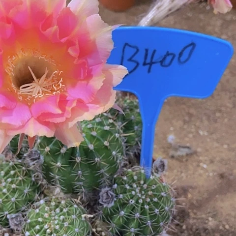 ₅****এ仙人掌彩草B400