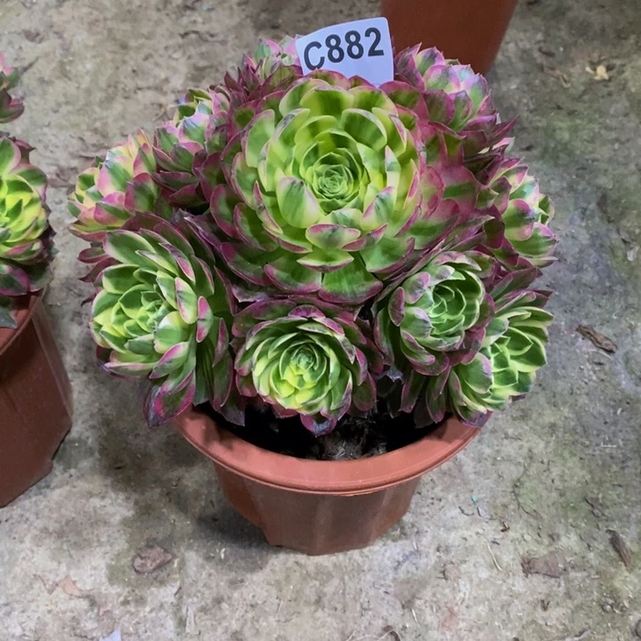 半**檬海王多肉植物882