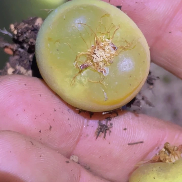 *****5559999998888888999