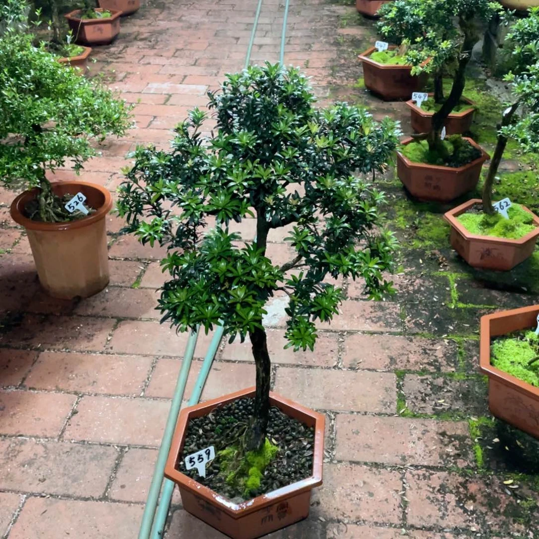 巴***饭以实际为准罗汉松珍珠