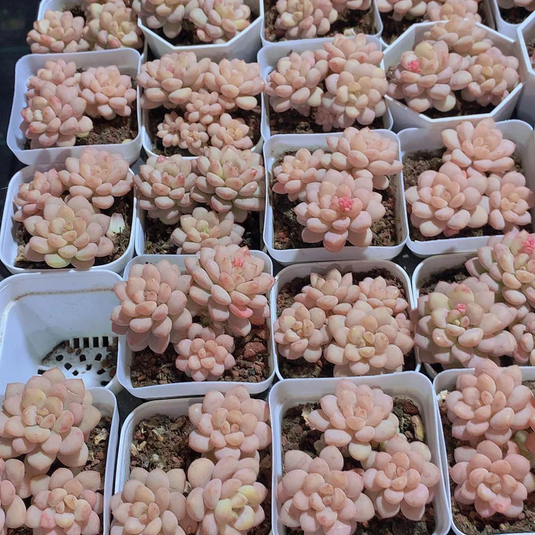 阳光美人2344566777@k o