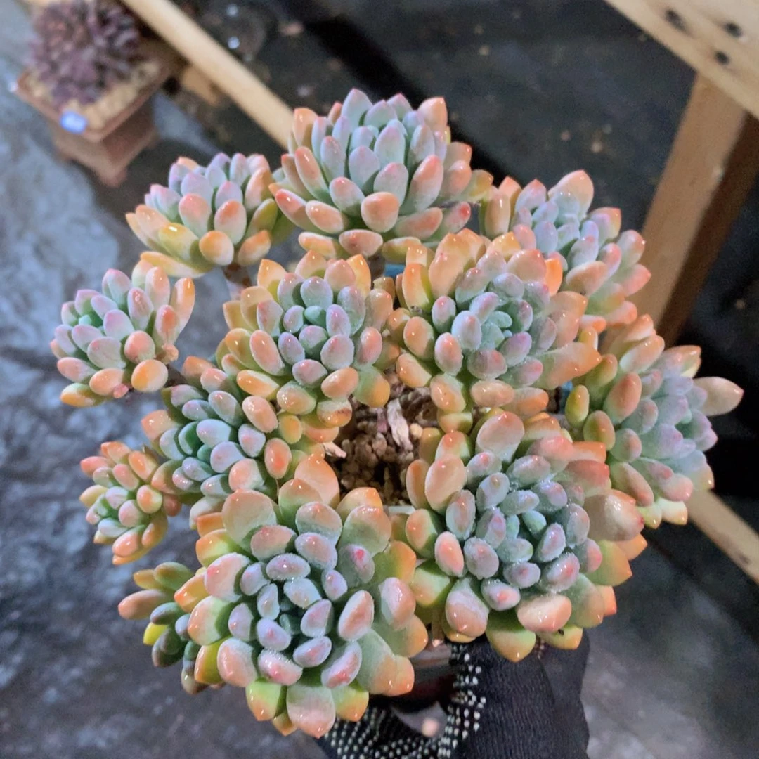 懂***?灯美人群17 公分一物一拍