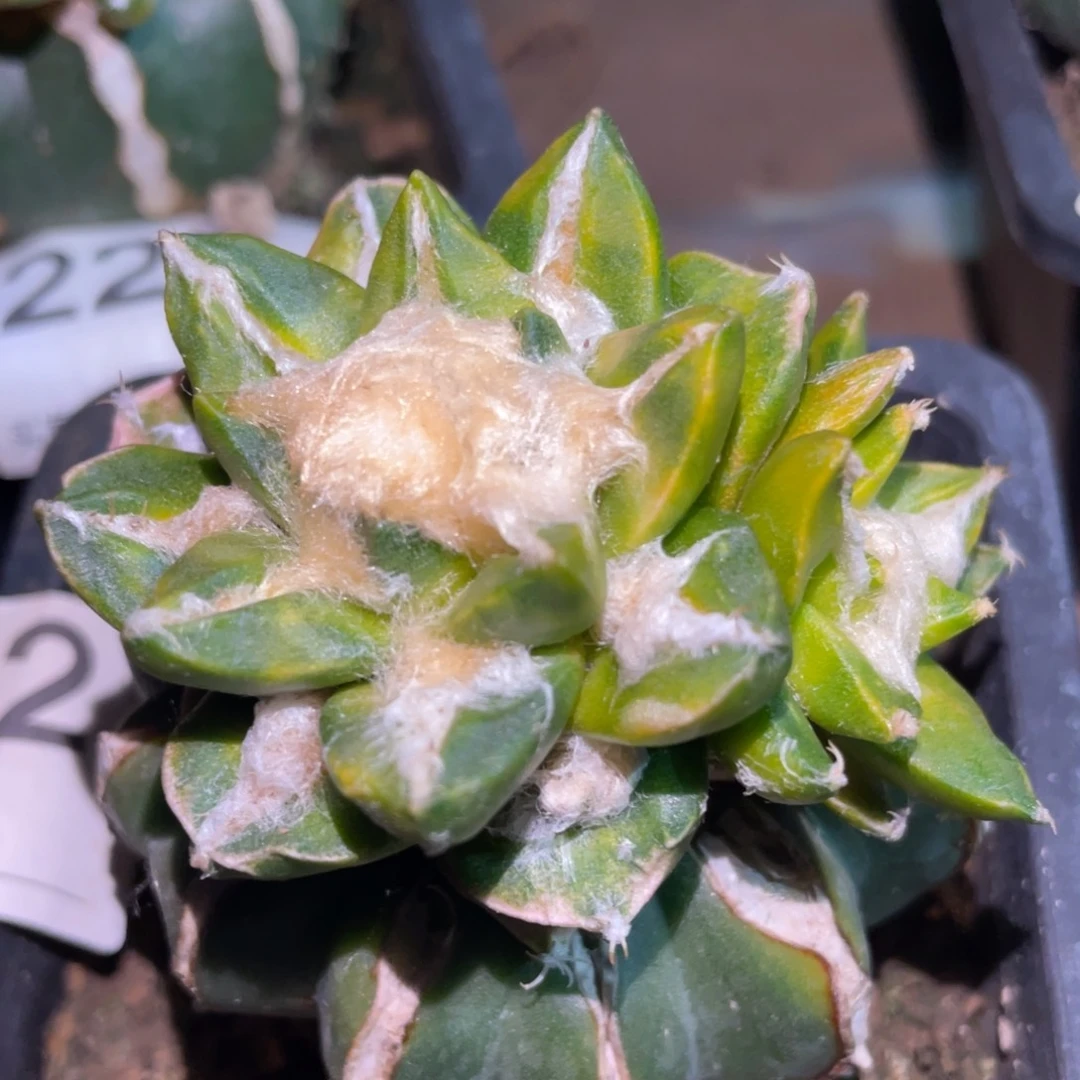 全部花朵龟甲龙牙锦532 仙人球